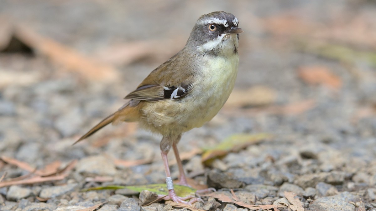 White-browed Scrubwren - ML627155152