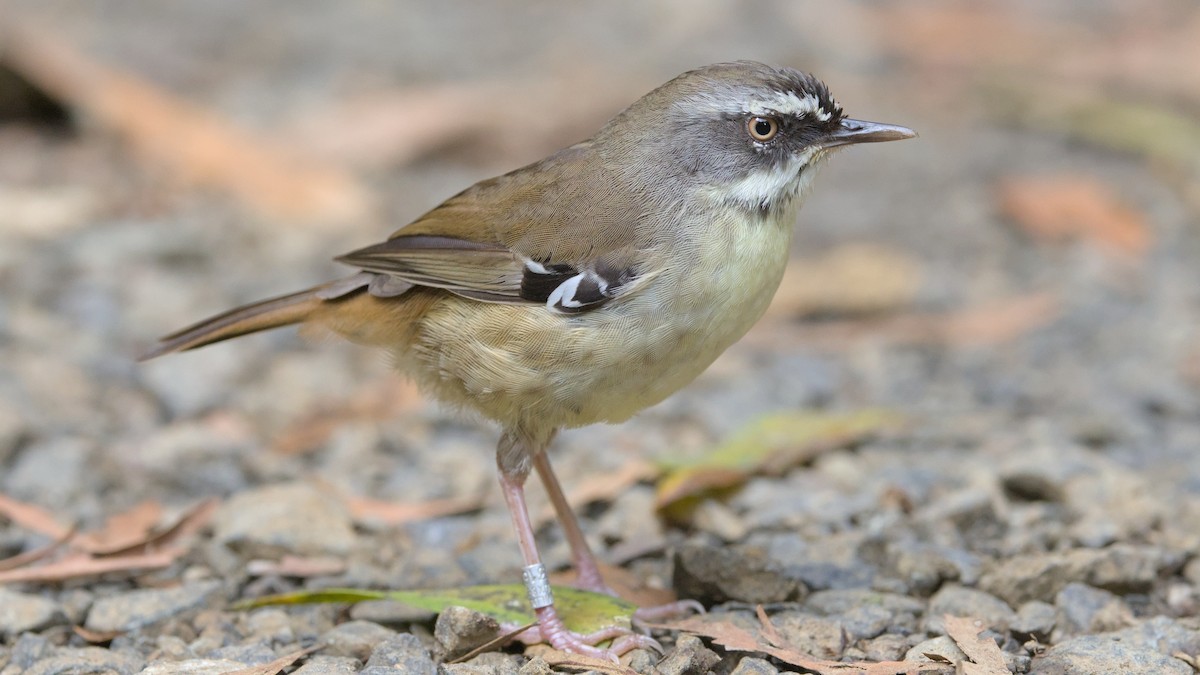 White-browed Scrubwren - ML627155155