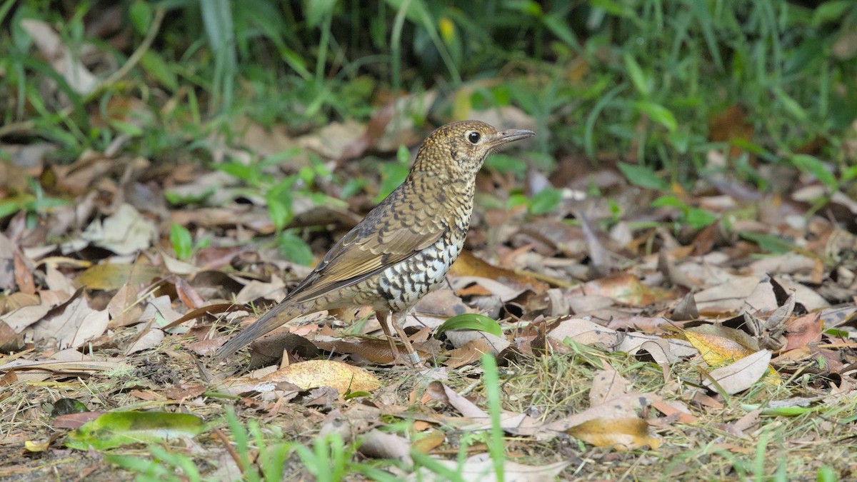 Bassian Thrush - ML627155272