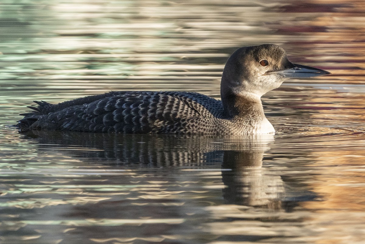 Plongeon huard - ML627155371
