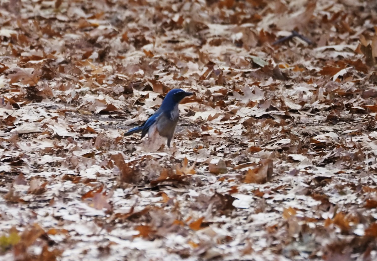 カリフォルニアカケス - ML627155446