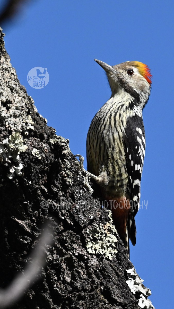 Brown-fronted Woodpecker - ML627155565
