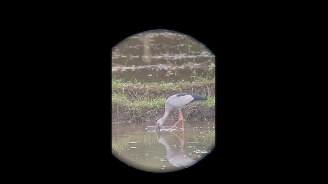 スキハシコウ - ML627155721