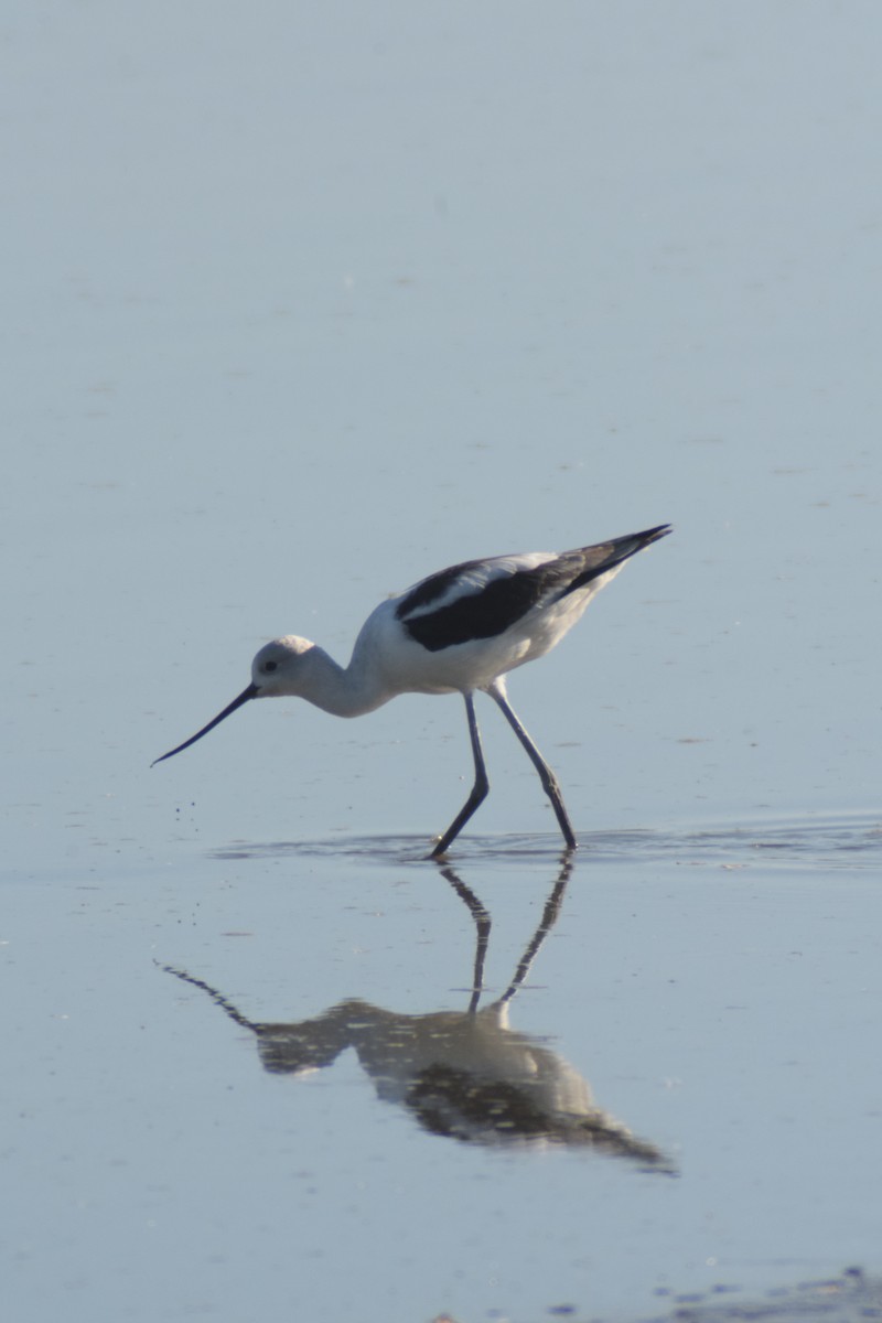 American Avocet - ML627155739