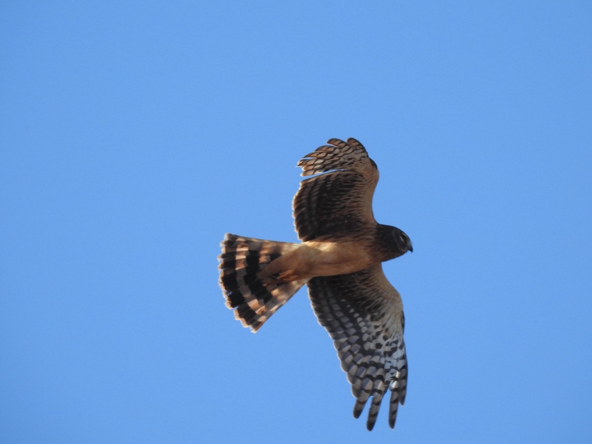 Northern Harrier - ML627155757