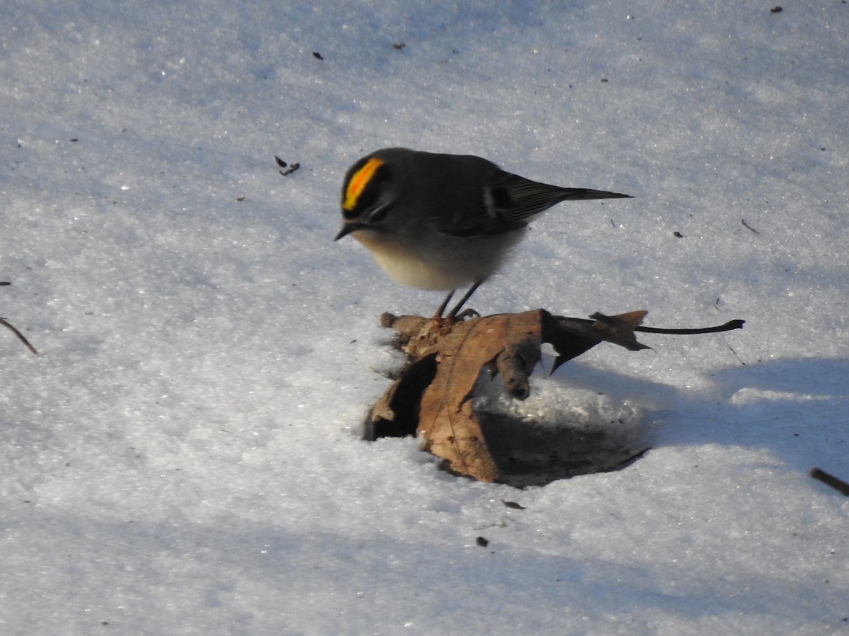Golden-crowned Kinglet - ML627155761