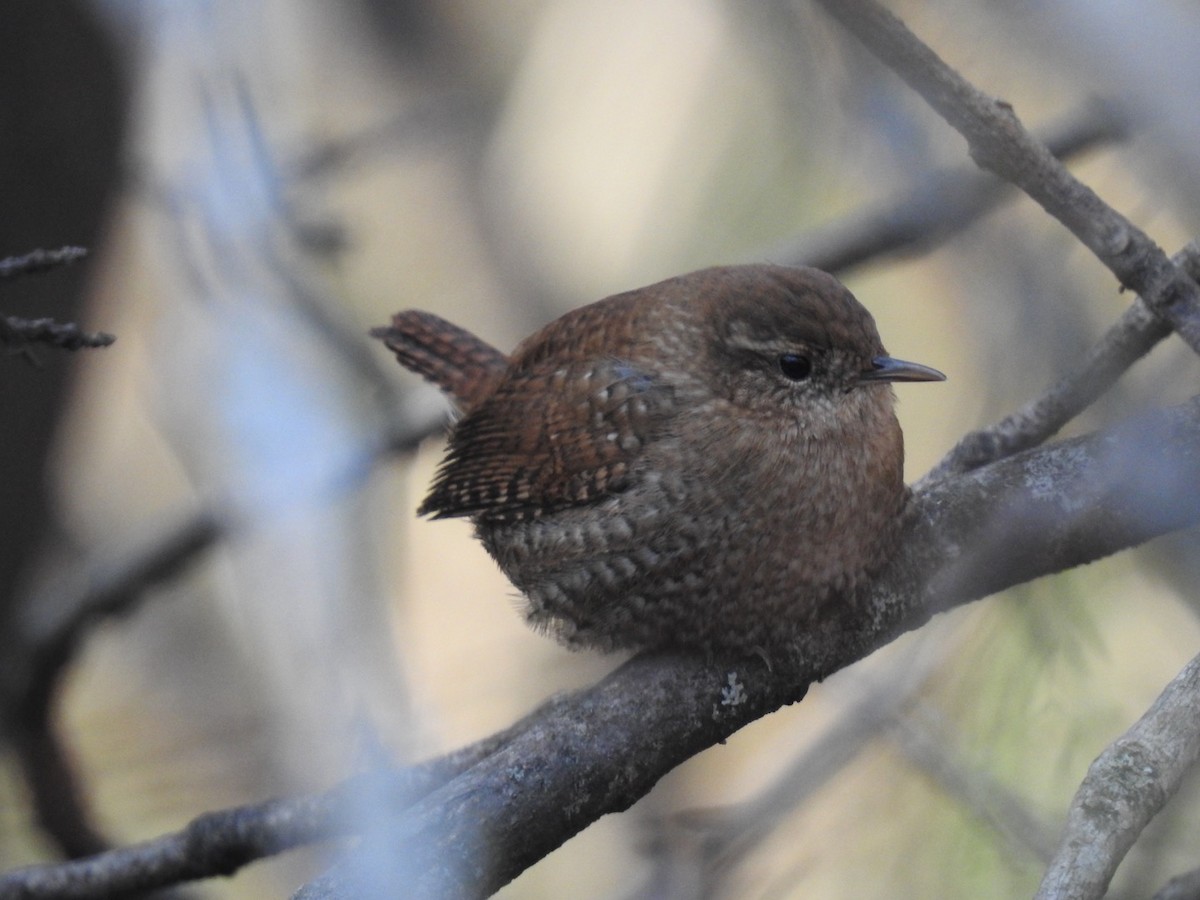 Winter Wren - ML627155765