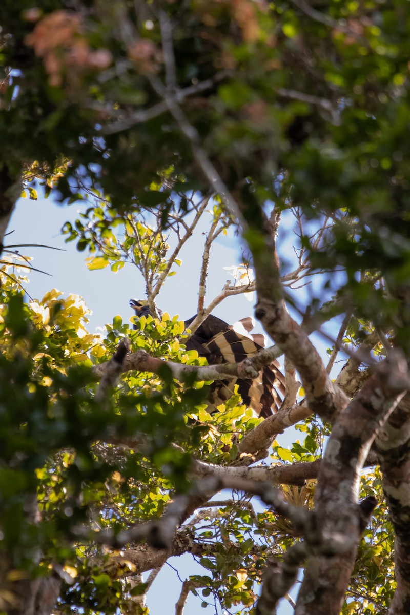 Hook-billed Kite - ML627156309