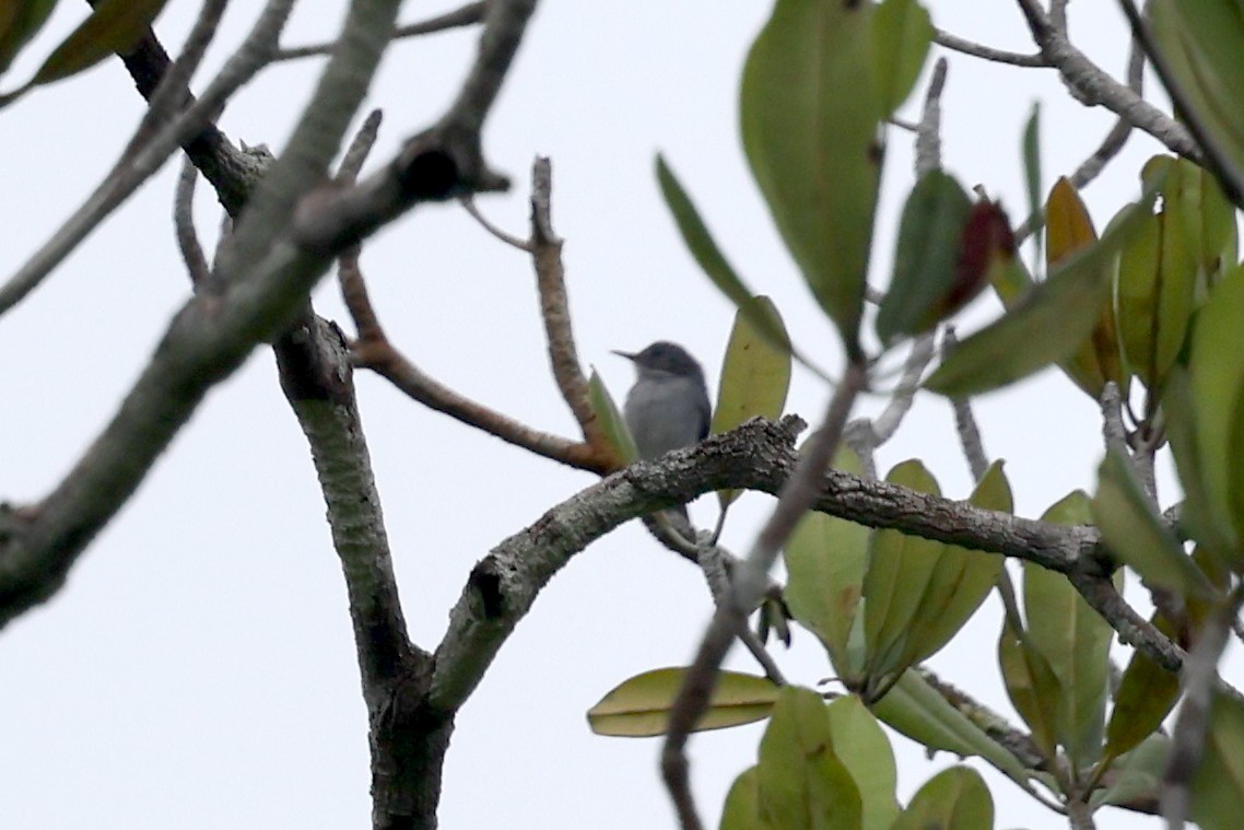 Rio Negro Gnatcatcher - ML627156475