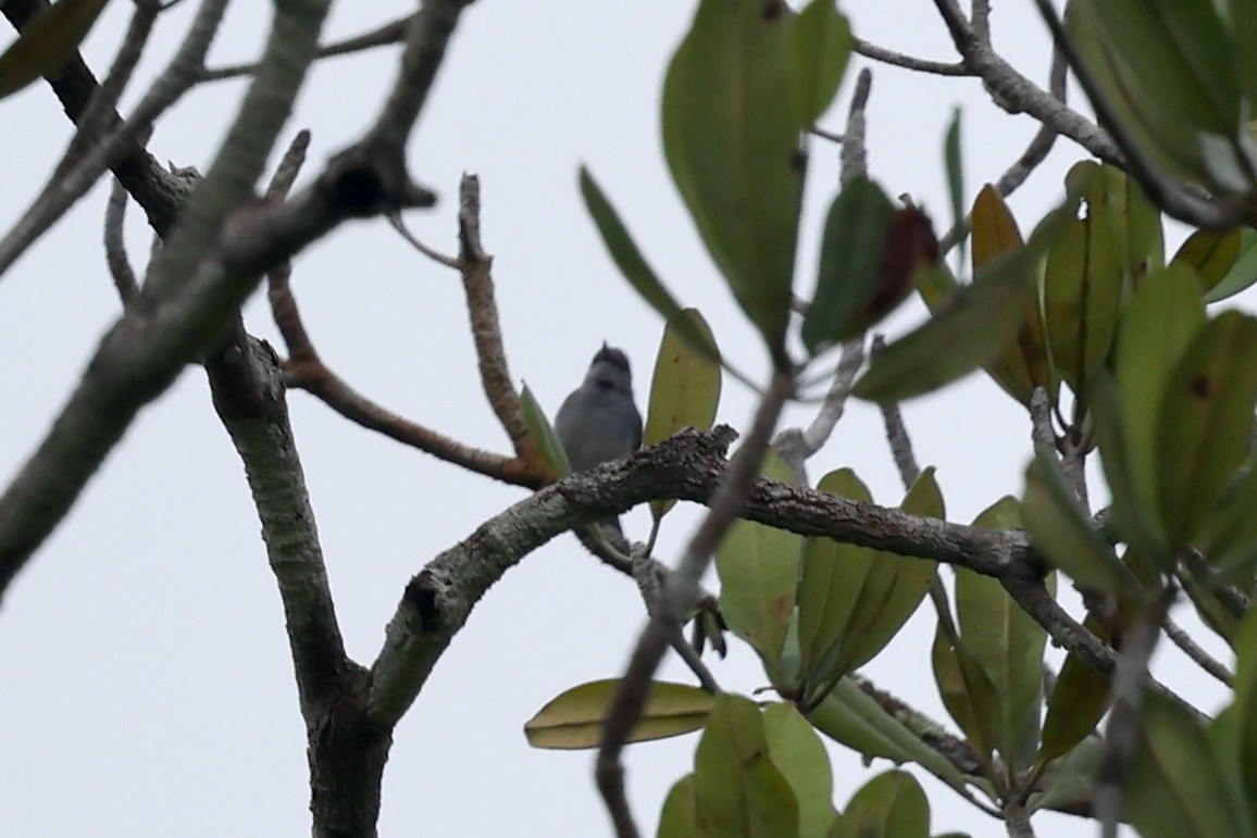 Rio Negro Gnatcatcher - ML627156478