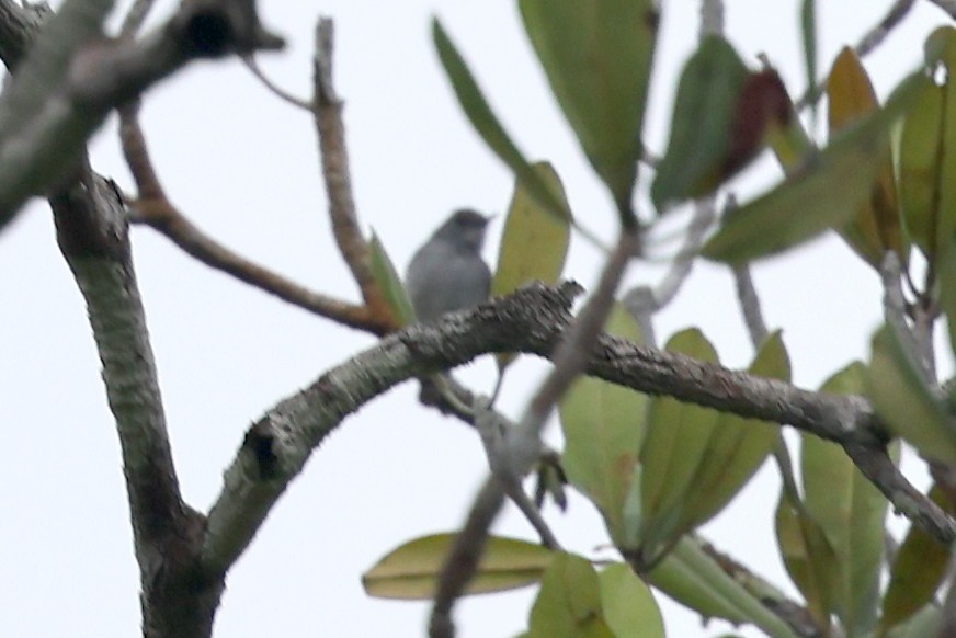 Rio Negro Gnatcatcher - ML627156480