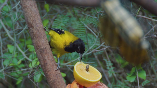 Audubon's Oriole - ML627156553
