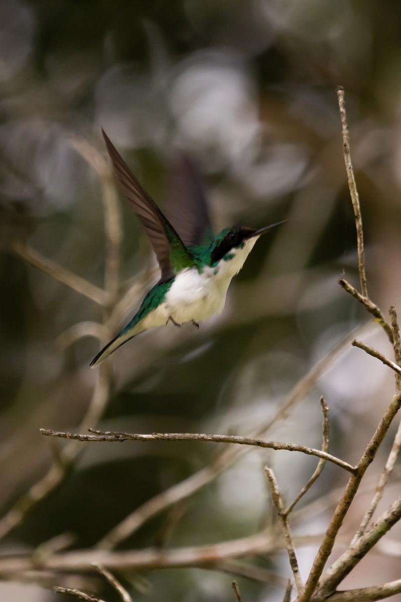 Purple-crowned Fairy - ML627156593