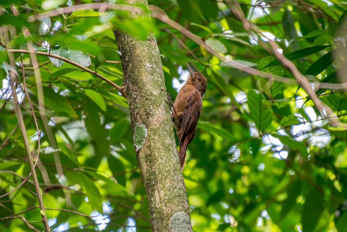 Plain-winged Woodcreeper - ML627156677