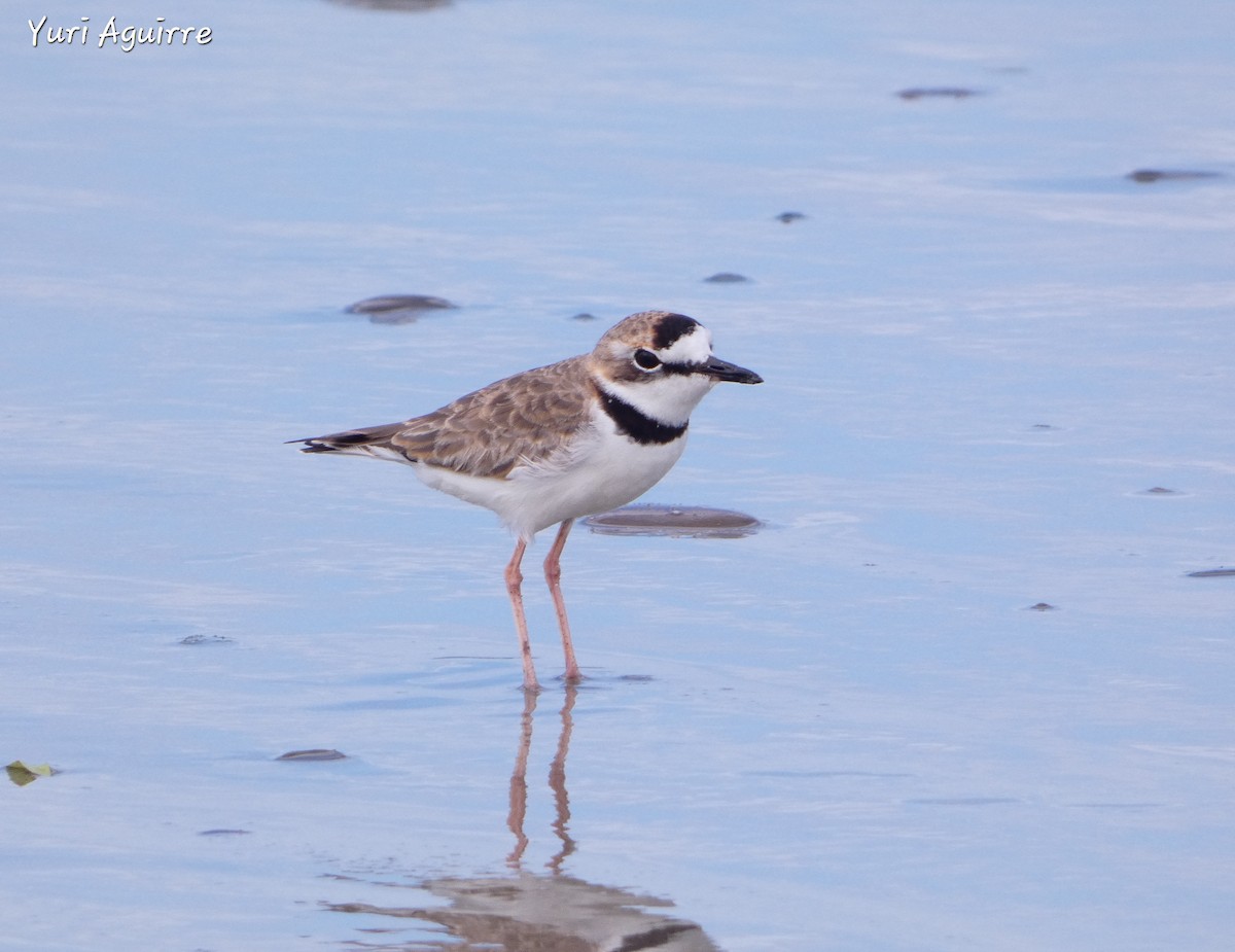 Collared Plover - Yuri Aguirre