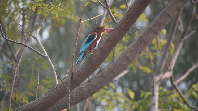 White-throated Kingfisher - ML627156747