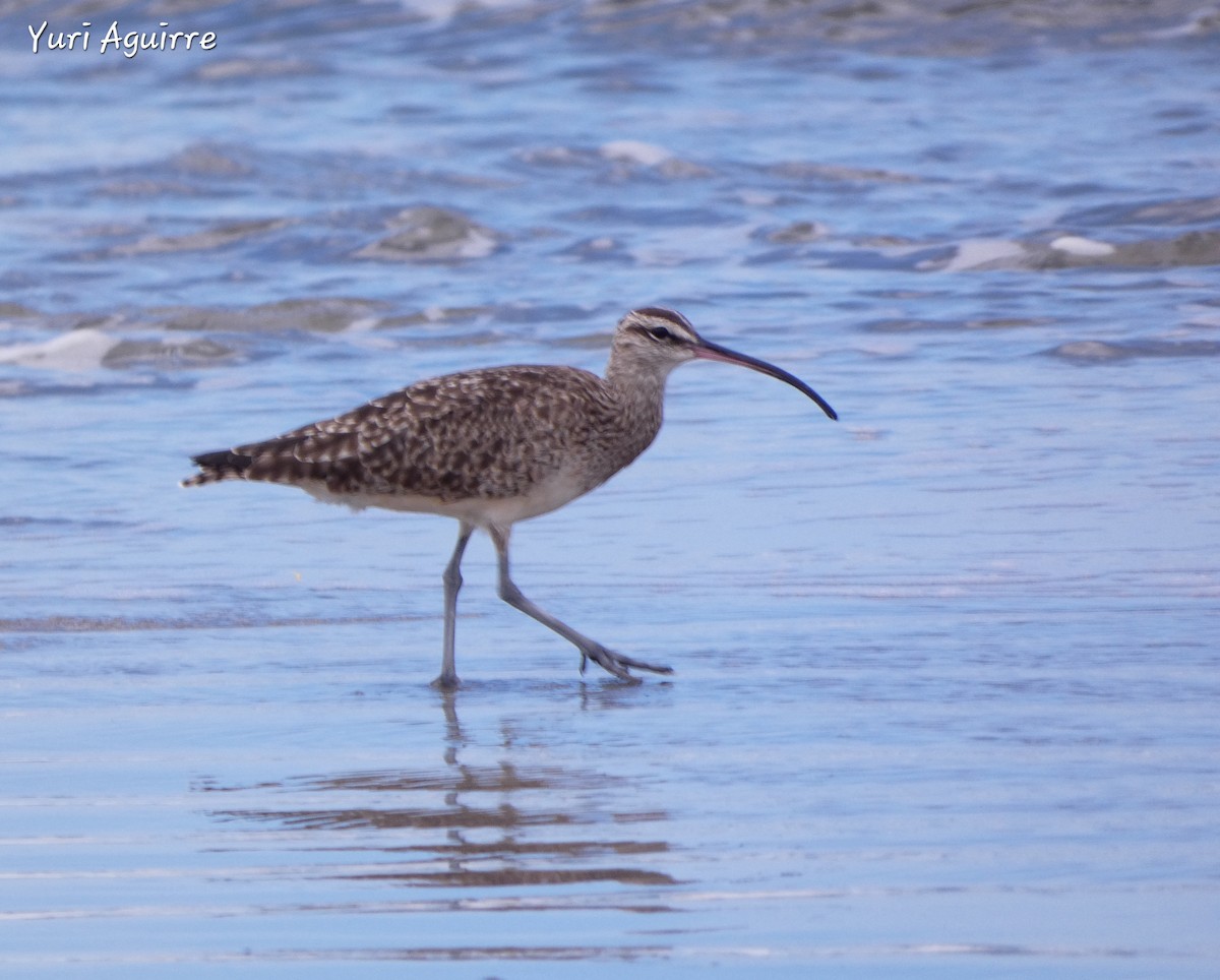 Hudsonian Whimbrel - Yuri Aguirre