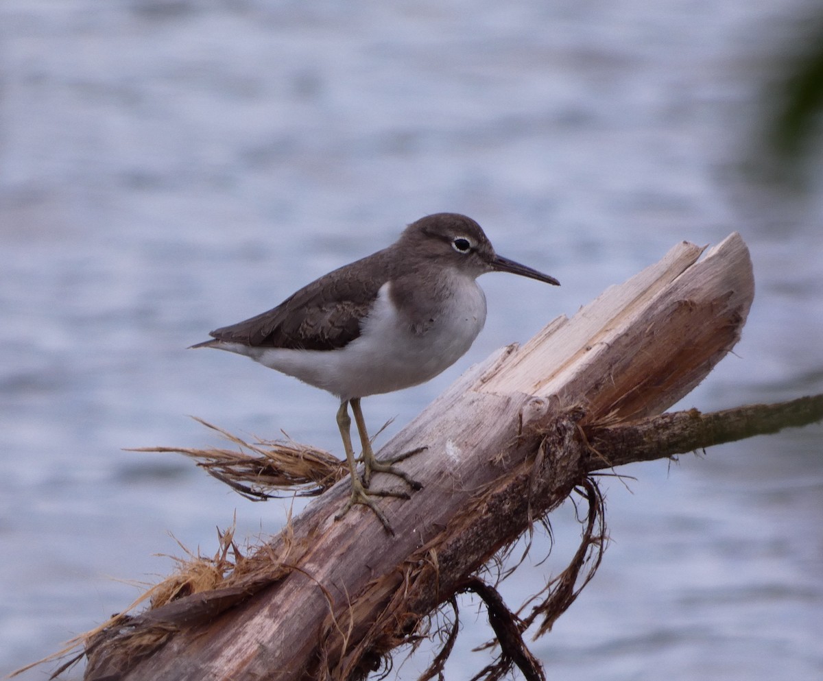 Spotted Sandpiper - ML627156758