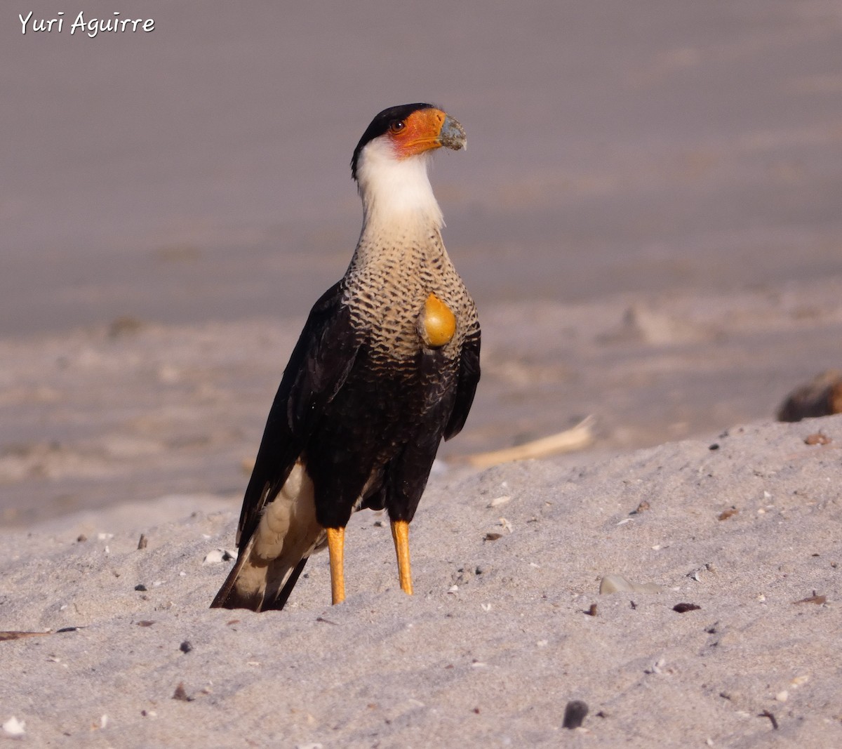 Crested Caracara - ML627156778