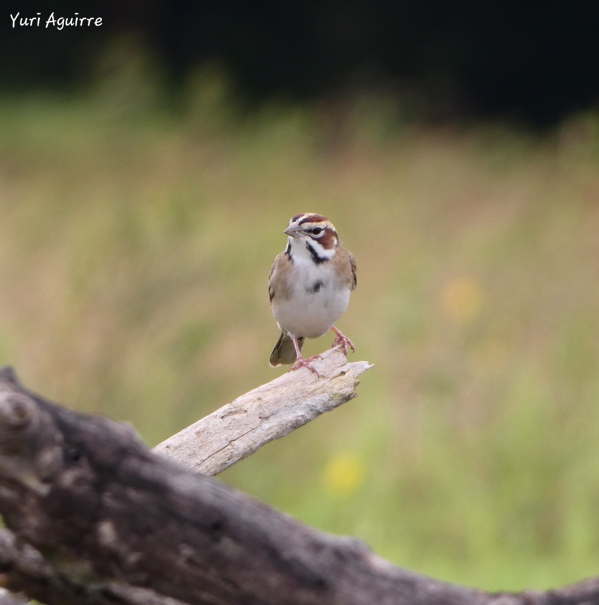 Lark Sparrow - ML627156803