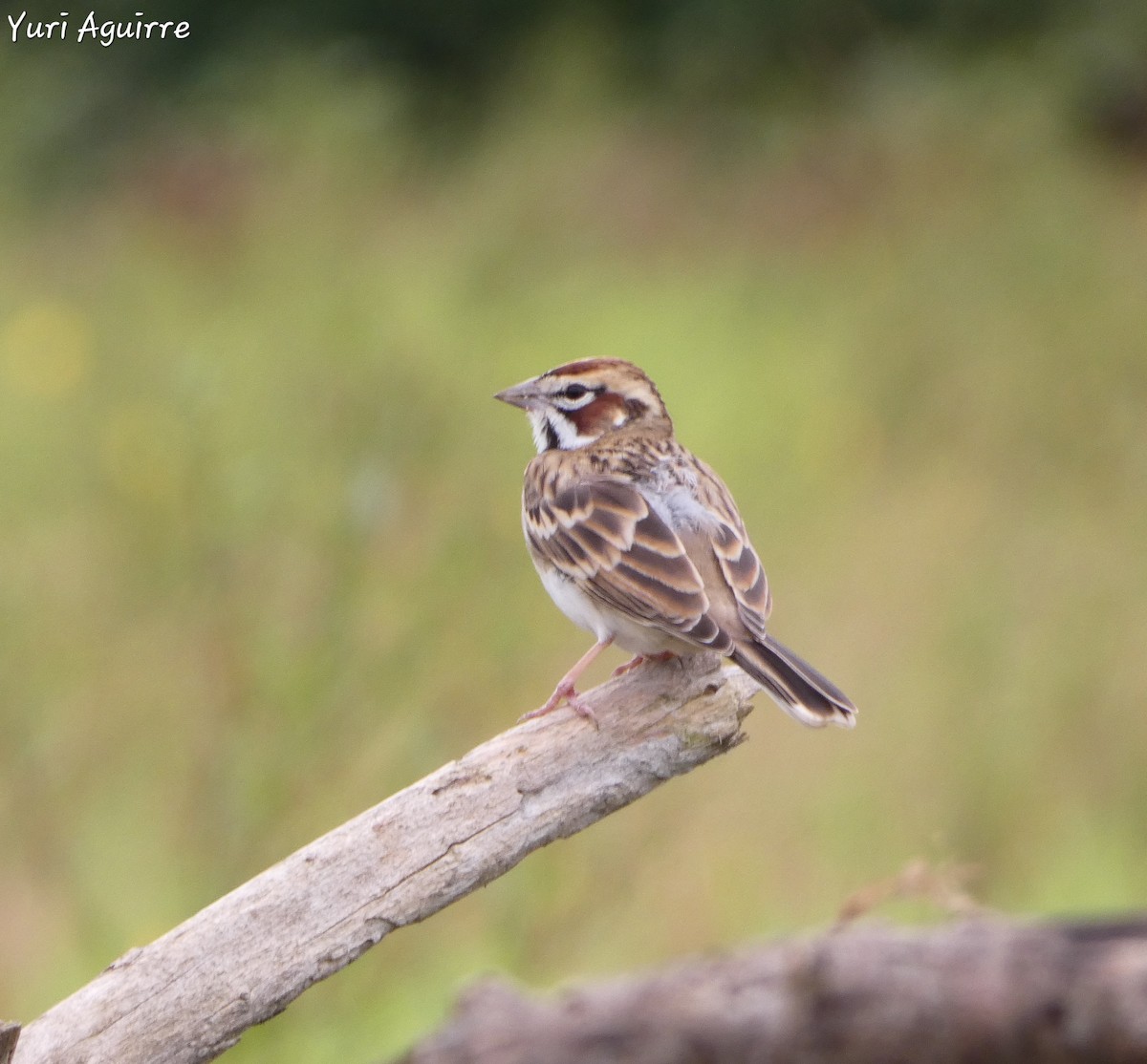 Lark Sparrow - ML627156804