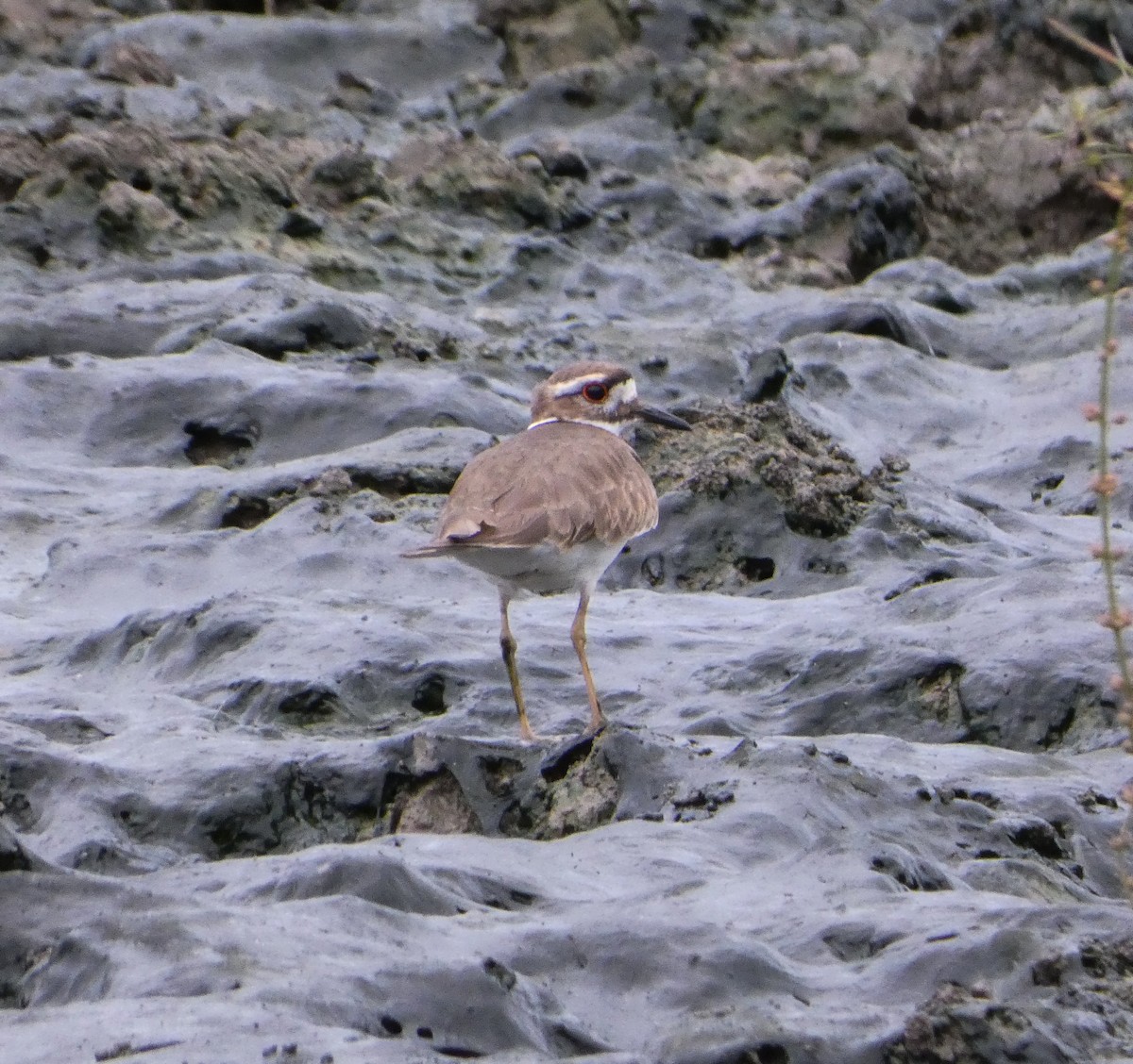 Killdeer - ML627156862