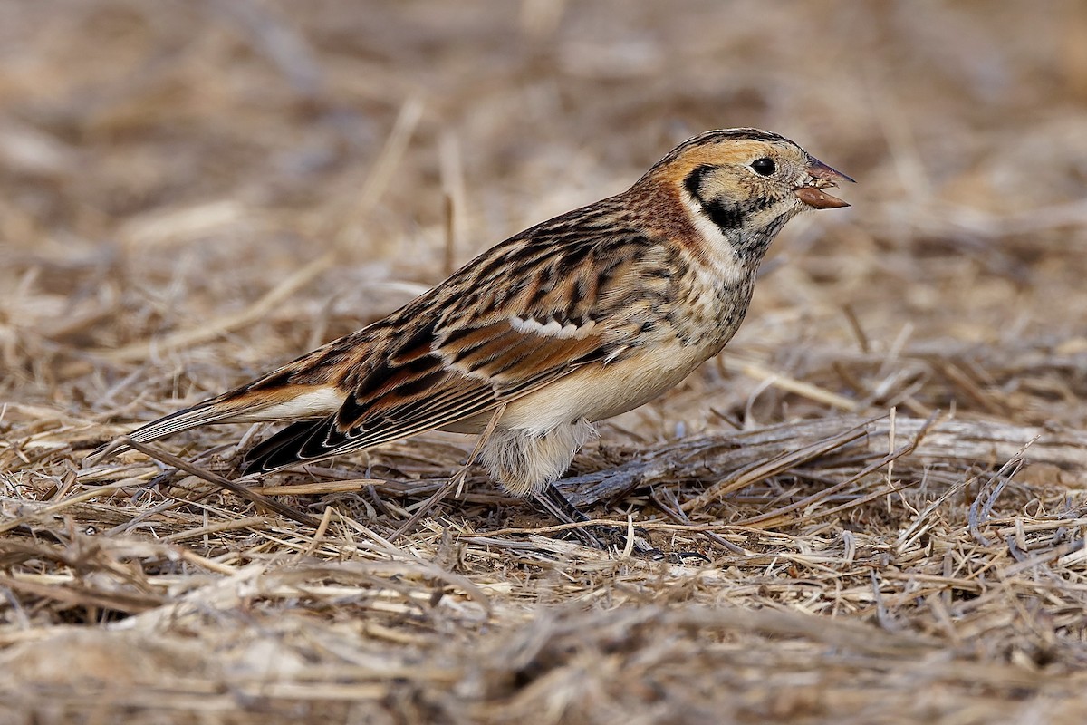 Lapland Longspur - Haim Weizman
