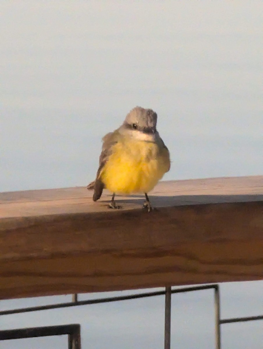 Tropical/Couch's Kingbird - ML627157346