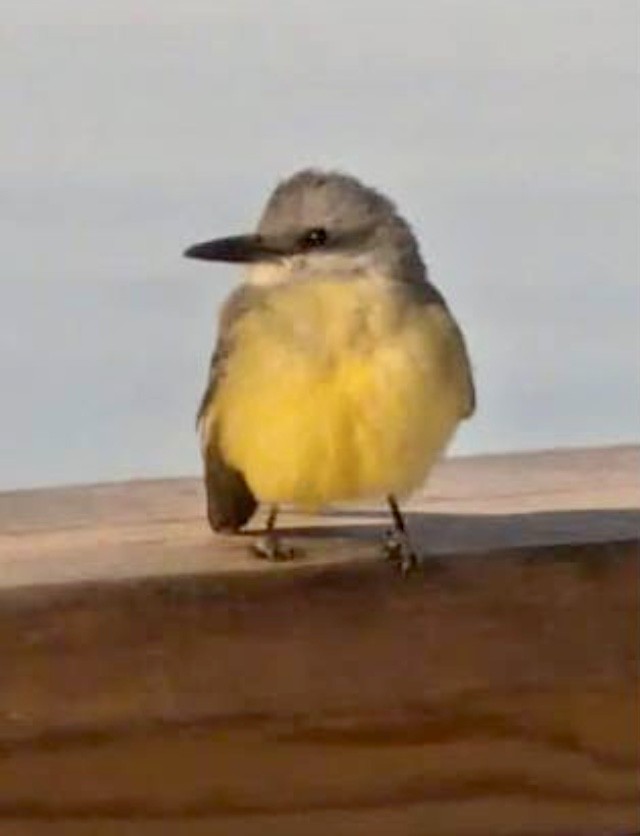 Tropical/Couch's Kingbird - ML627157347