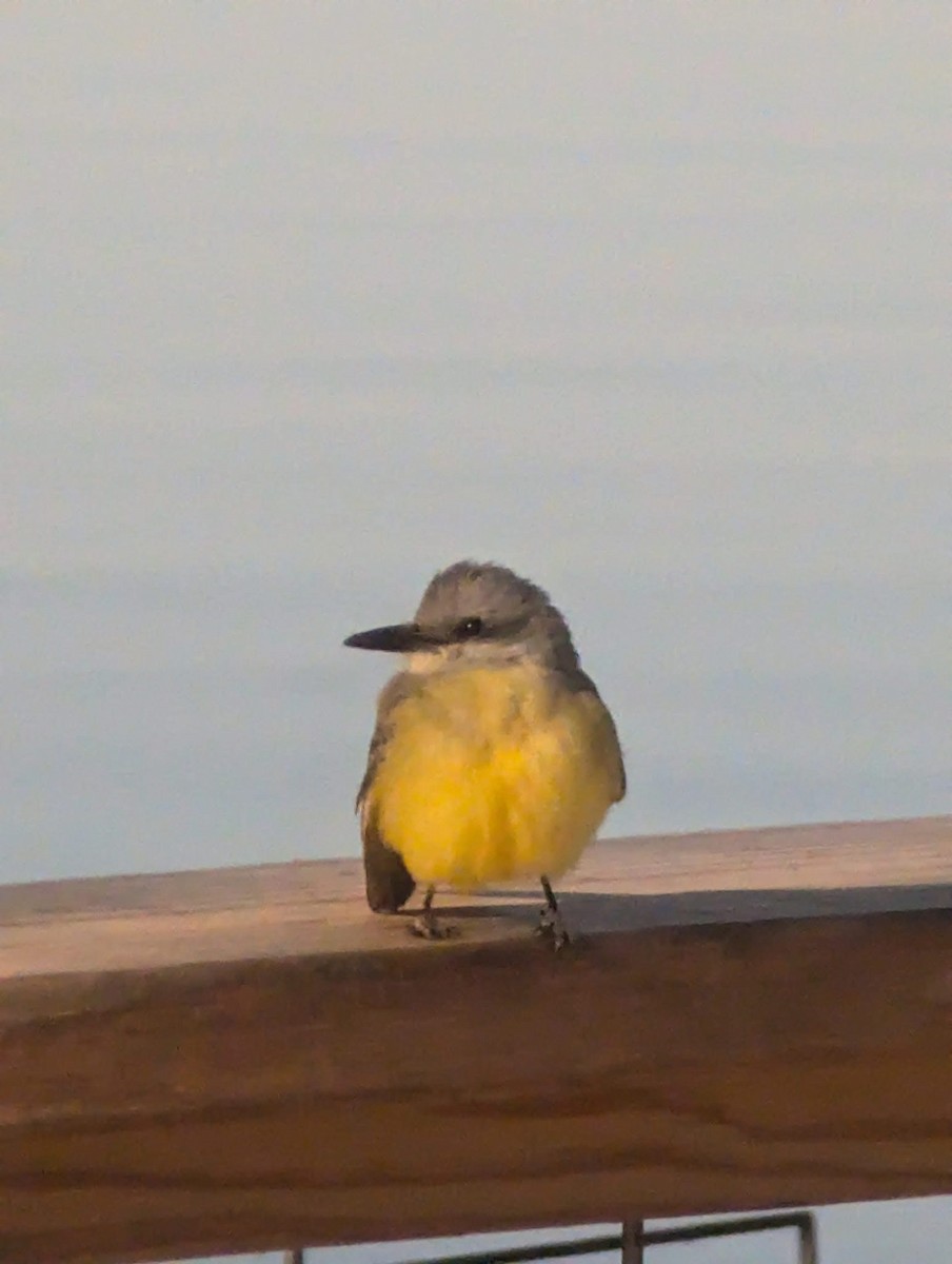 Tropical/Couch's Kingbird - ML627157348