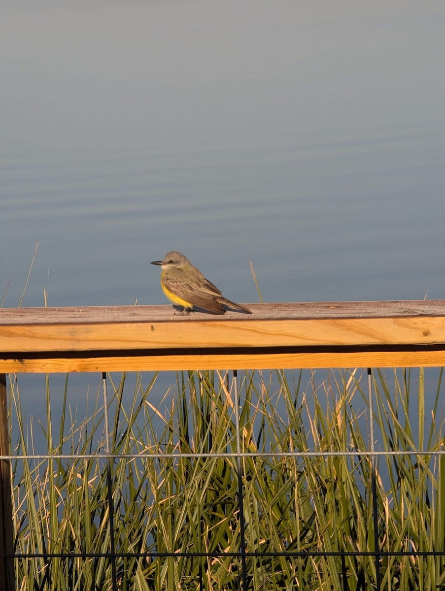 Tropical/Couch's Kingbird - ML627157349