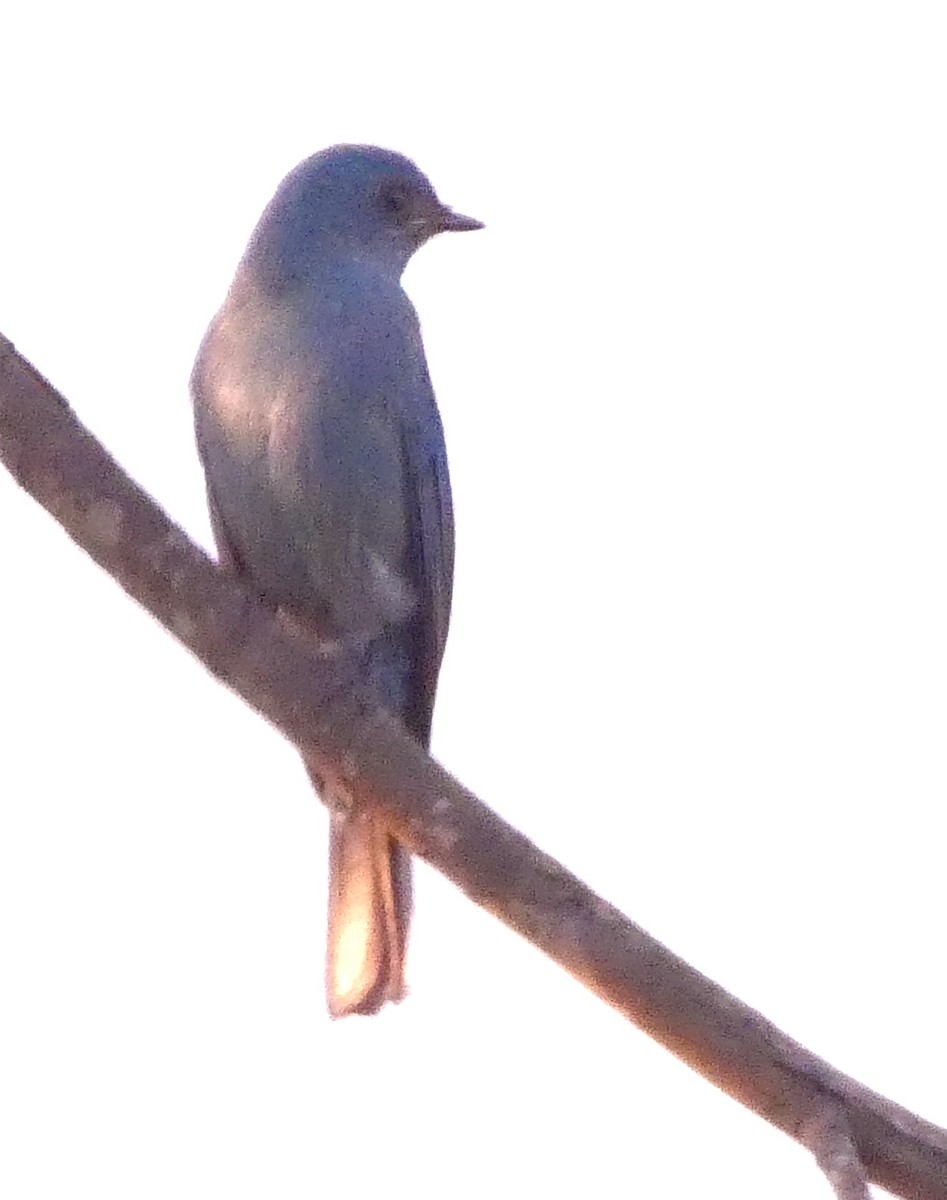 lejsek bleděmodrý - ML627157508