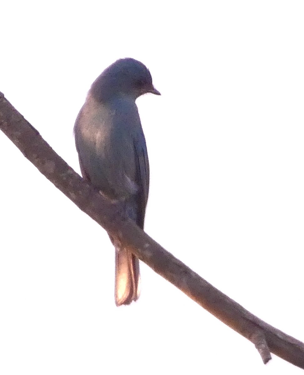 lejsek bleděmodrý - ML627157509