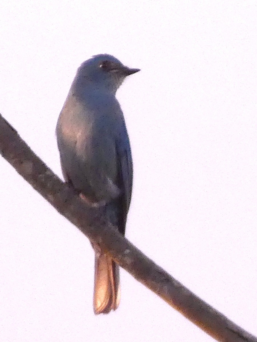 lejsek bleděmodrý - ML627157510