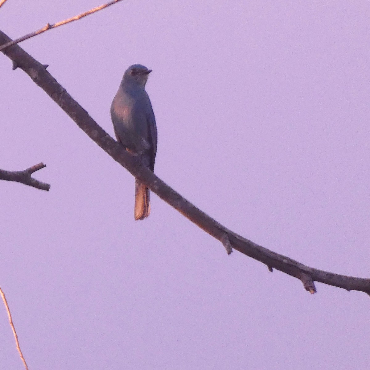 lejsek bleděmodrý - ML627157511