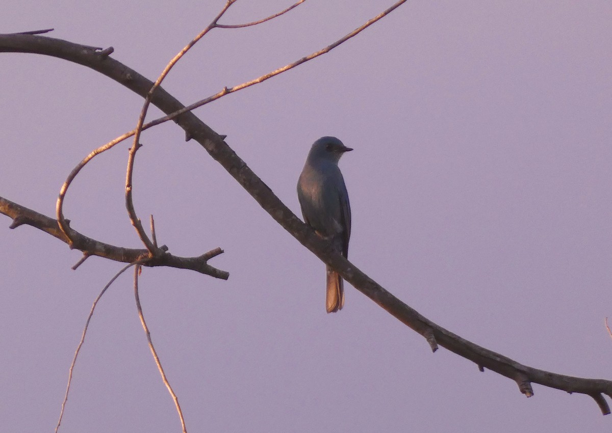 lejsek bleděmodrý - ML627157512