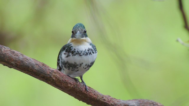Martin-pêcheur vert - ML627157659