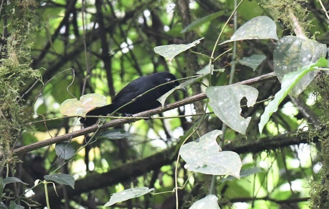 Willard's Sooty Boubou - ML627157663