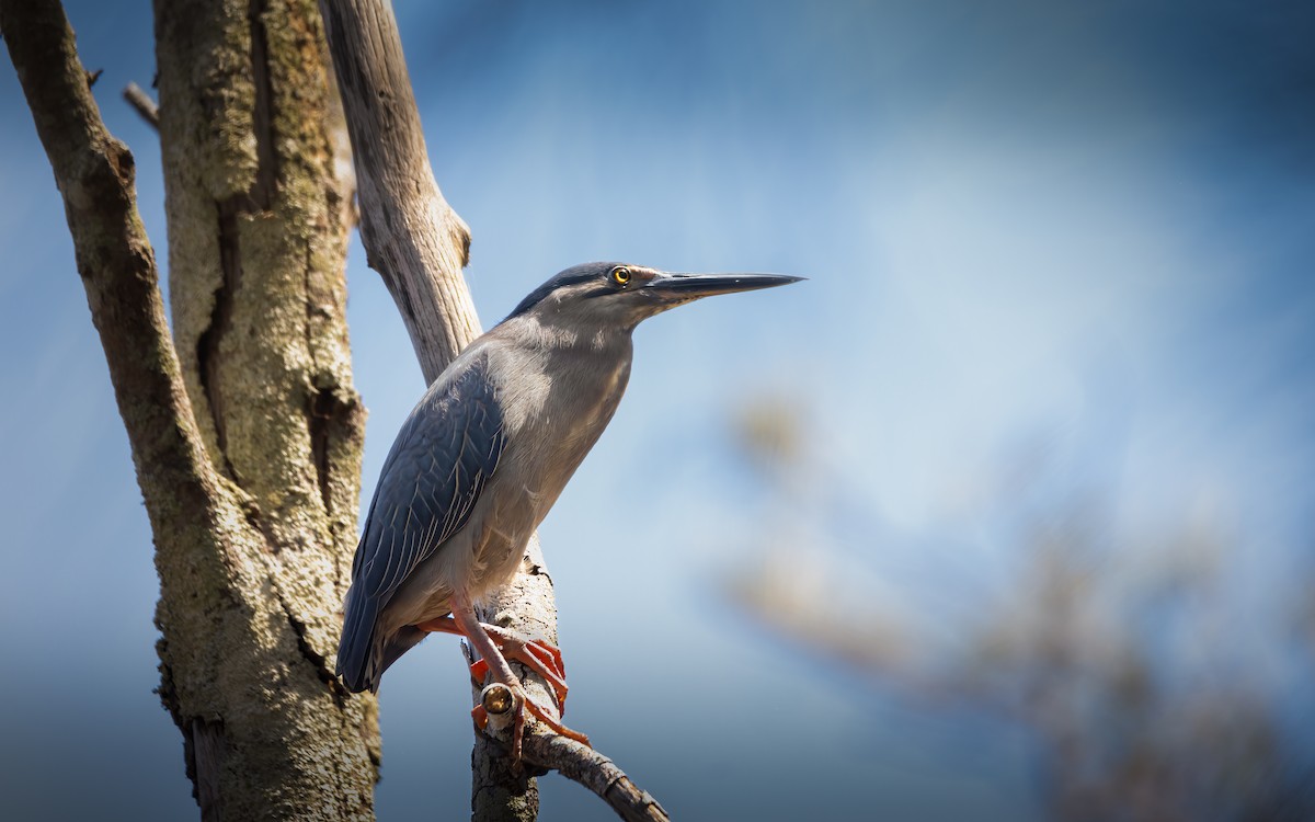 Little Heron - ML627157960