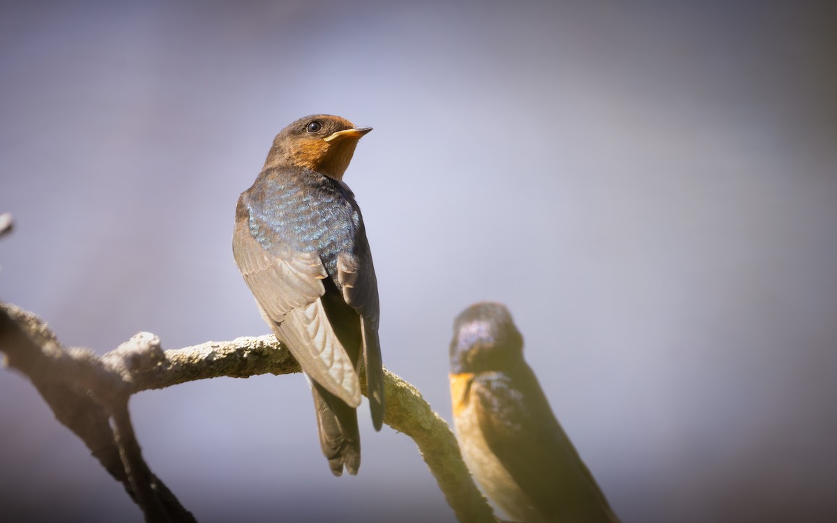 Welcome Swallow - ML627157988