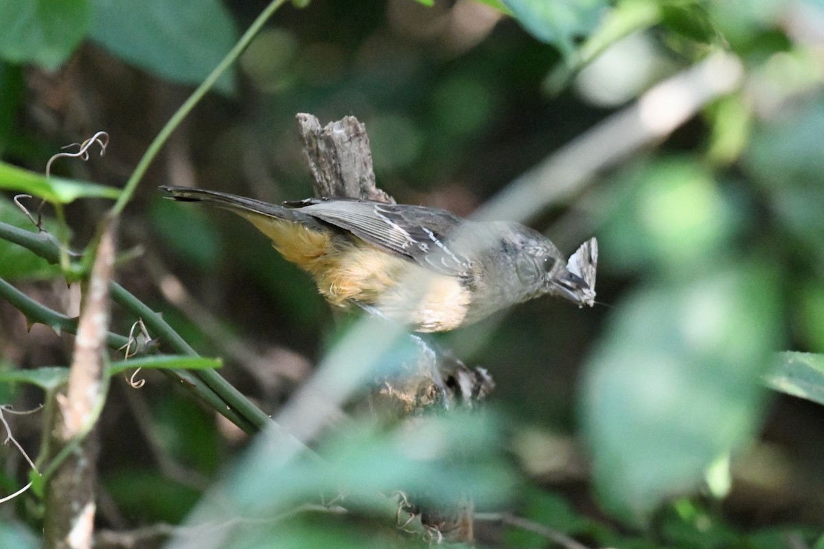 Variable Antshrike - ML627158001