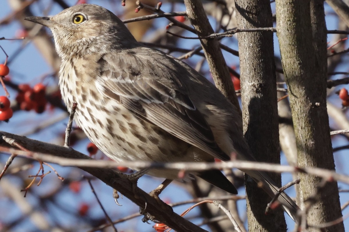 Sage Thrasher - ML627158007