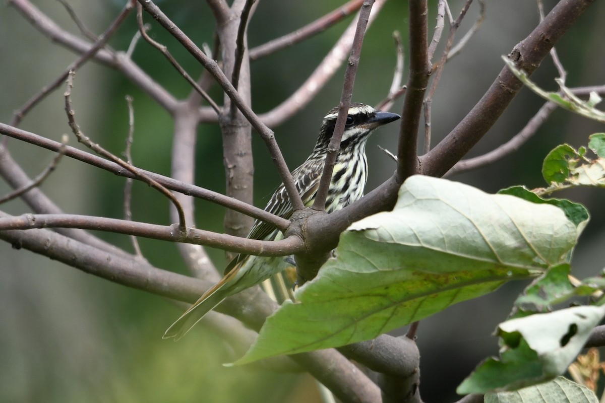 Streaked Flycatcher - ML627158017