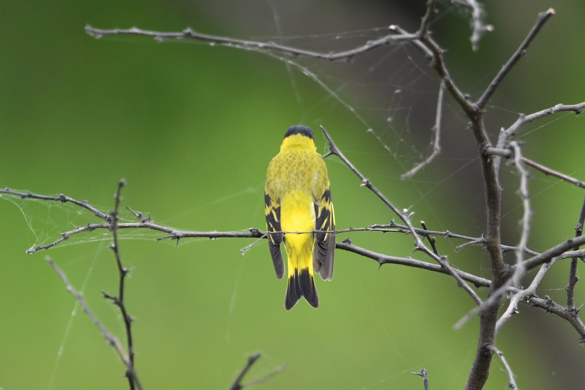 Hooded Siskin - ML627158034