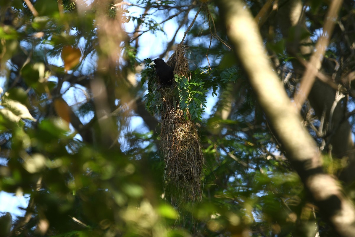 Solitary Black Cacique - ML627158042