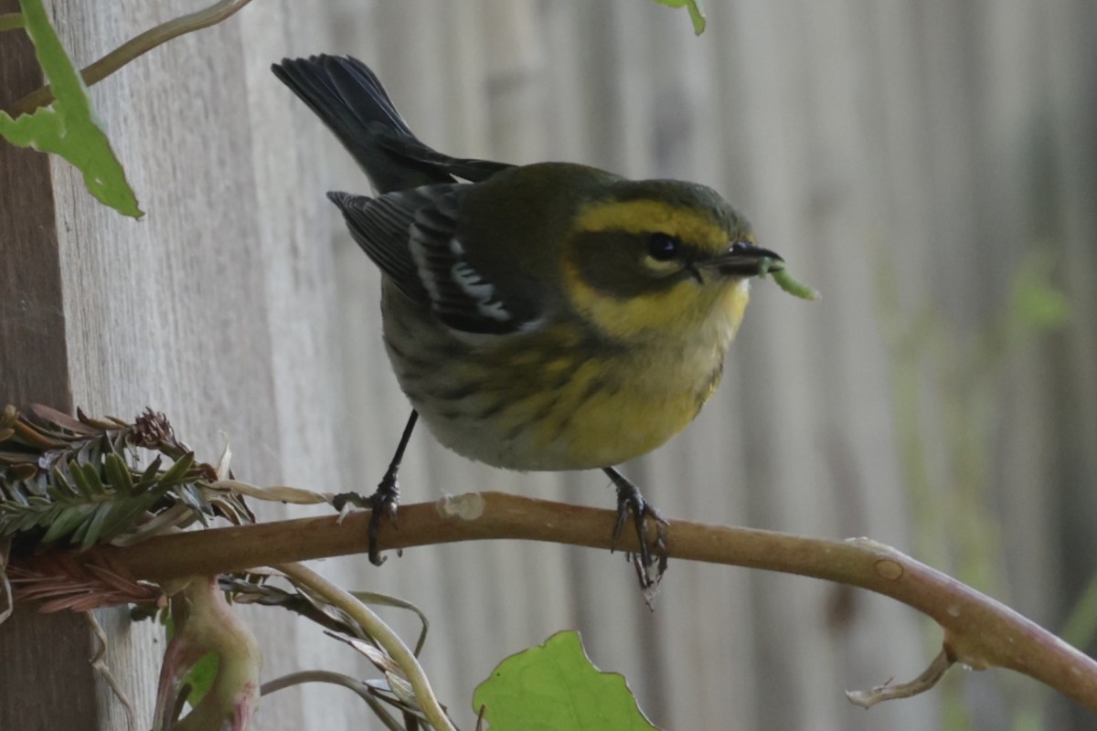 Townsend's Warbler - ML627158048