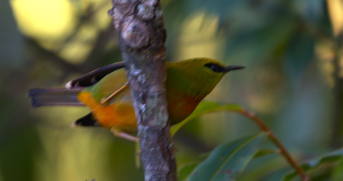 Fire-tailed Myzornis - ML627158066