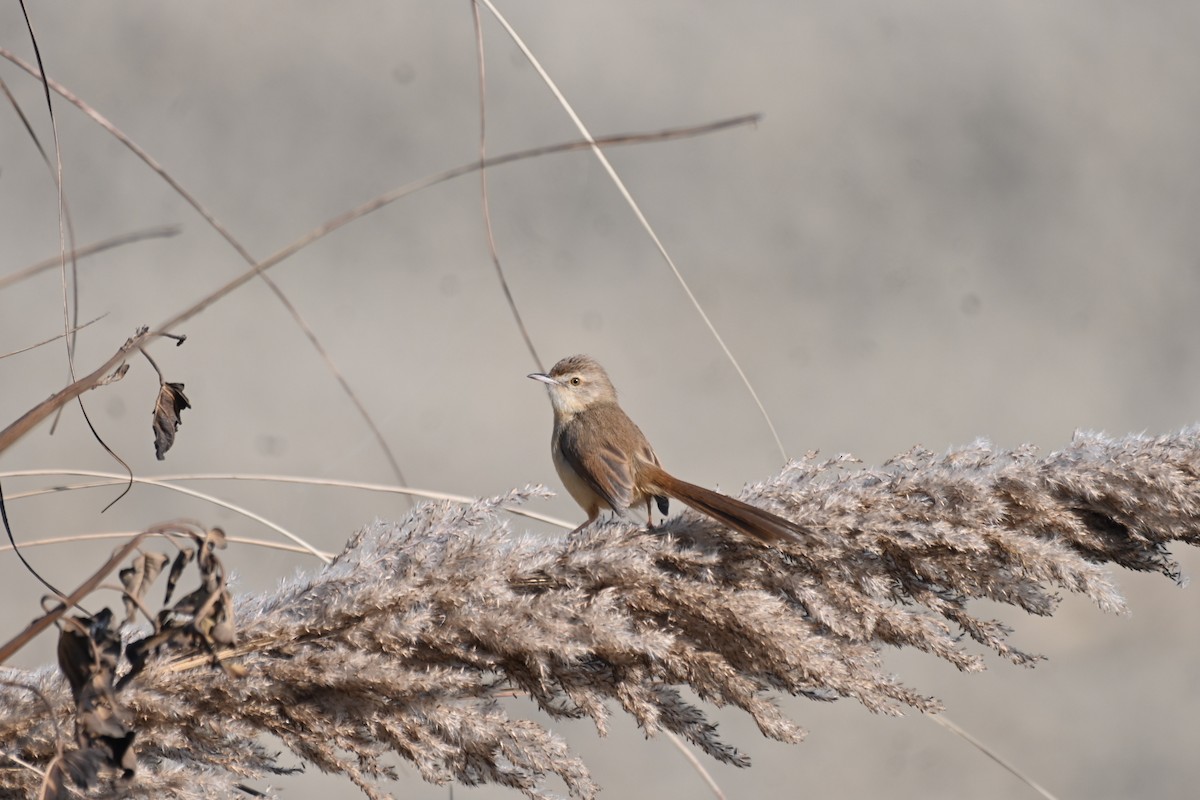 Plain Prinia - ML627158075