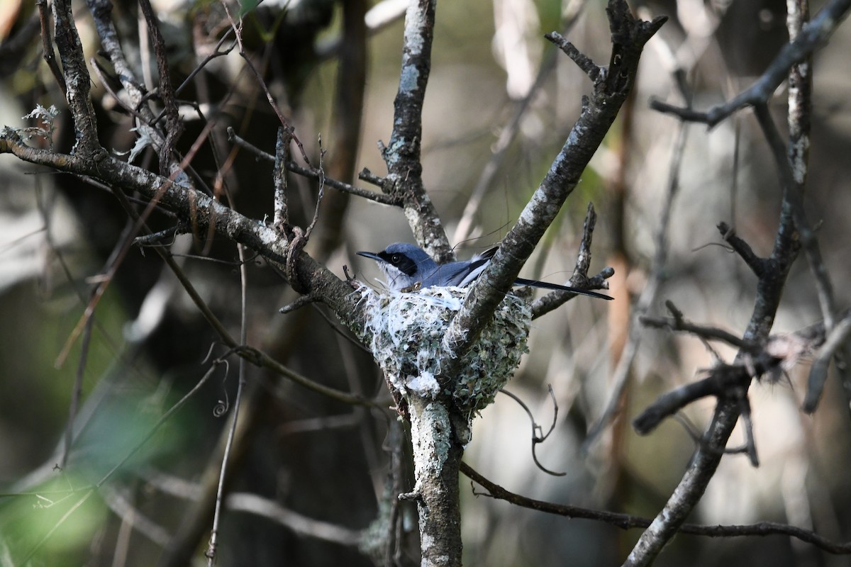 Masked Gnatcatcher - ML627158116