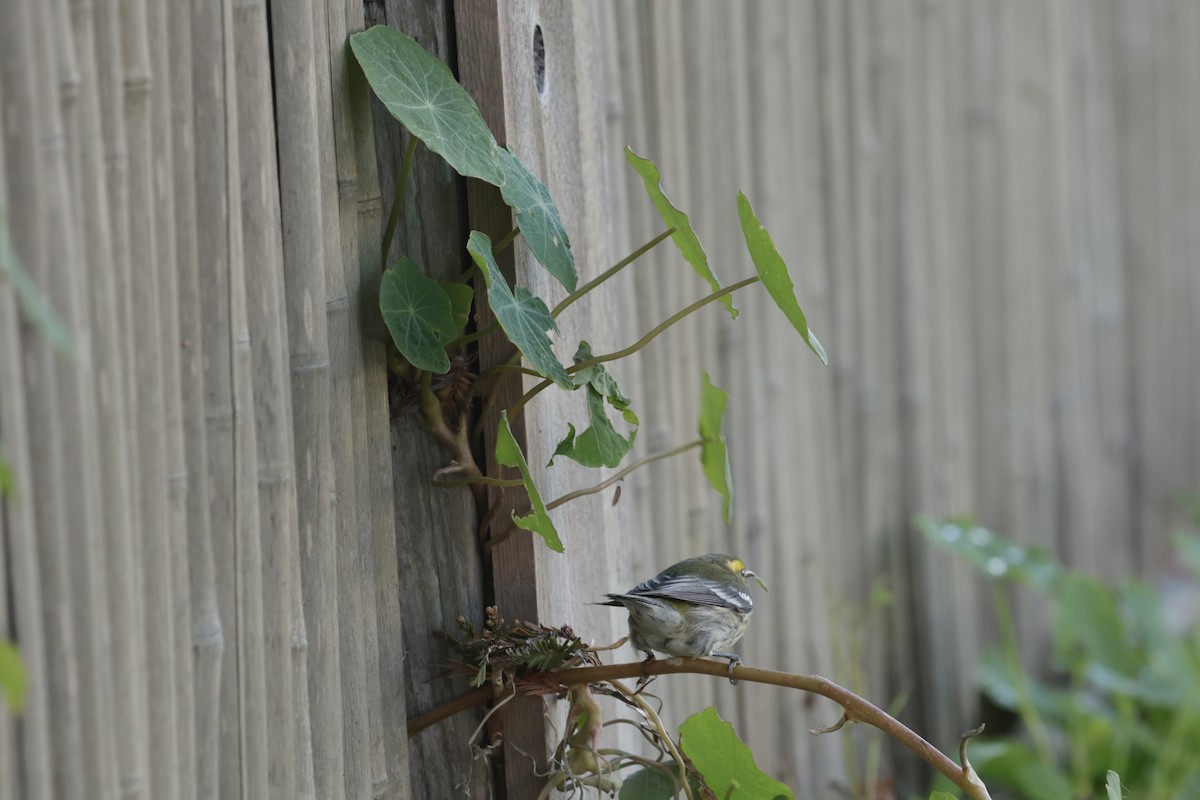 Townsend's Warbler - ML627158122